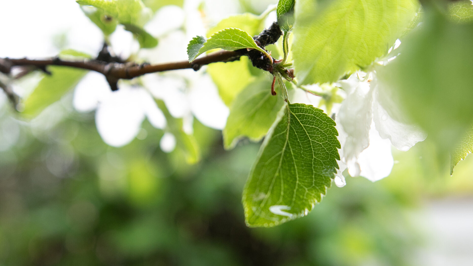 Apple blossoms after rain